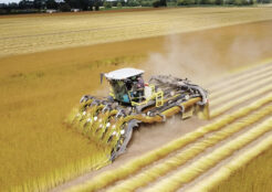 A technological revolution: the 4-row harvester