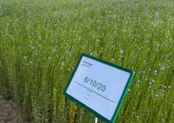 Plateformes d&rsquo;essais variétaux : innover pour le lin de demain